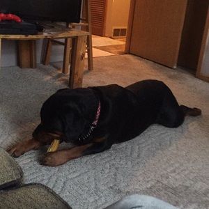 Meet your Posher, Mollie